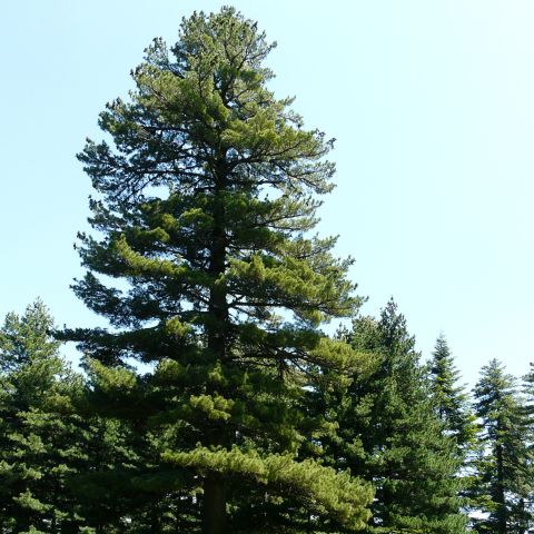 Pinus peuce - Pine of Macedonia, the Balkans - Tall slender conifer