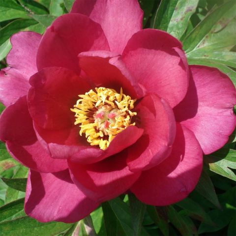 Itoh Pink Ardour Peony - A Hybrid Variety With Semi-double Flowers In A 