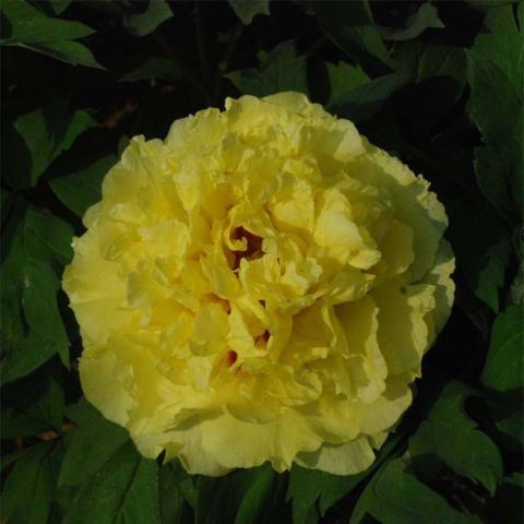 Paeonia Alice Harding - Shrub peony with double, light yellow flowers.