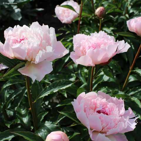 Paeonia lactiflora Alertie - Chinese Peony with large double flowers in ...