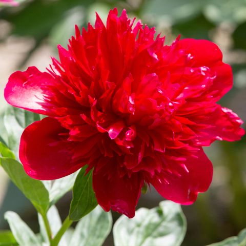 Paeonia lactiflora Diana Parks - Chinese Peony with double carmine red ...