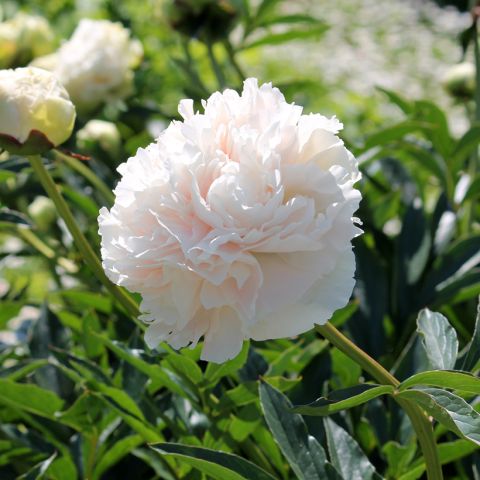 Solange lactiflora Peony - Chinese Peony with double flowers, cream ...