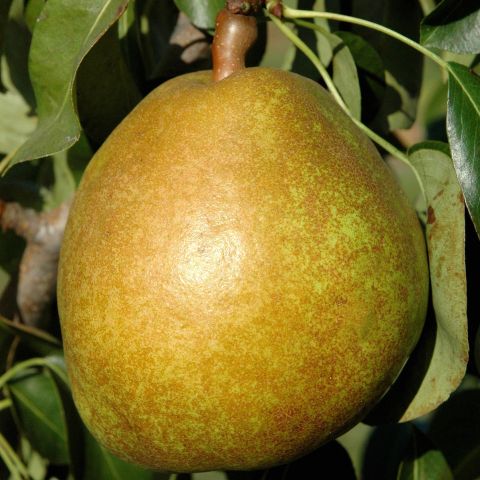 Angelys Pear Tree - Pyrus communis with excellent-tasting pears.