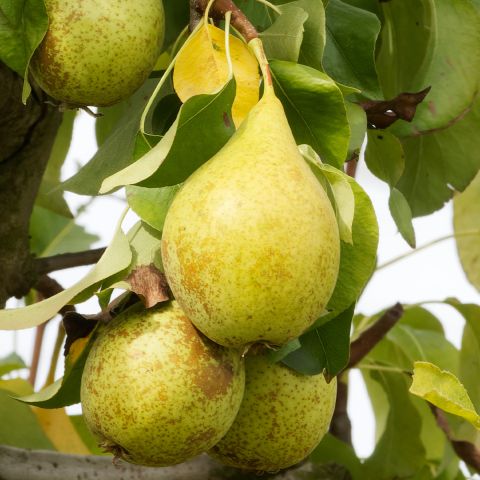 Superfin Butter Pear - Pyrus Communis - An Old Variety With Large 