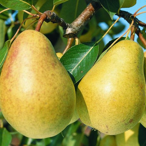 Sweet Montluçon Pear - Old variety resistant to scab.