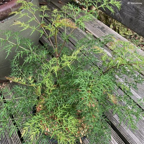 Polyscias sambucifolia - Elderberry Panax - Evergreen Australian Shrub