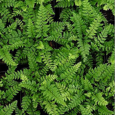 Polystichum makinoi - Fern with glossy, olive-green, evergreen fronds.