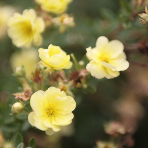 Potentilla fruticosa Lemon meringue - Compact shrubby Cinquefoil, yellow.