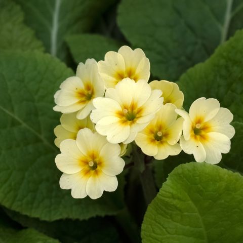 Primrose - Primula 'Veristar Yellow' - Flowering of pure yellow.