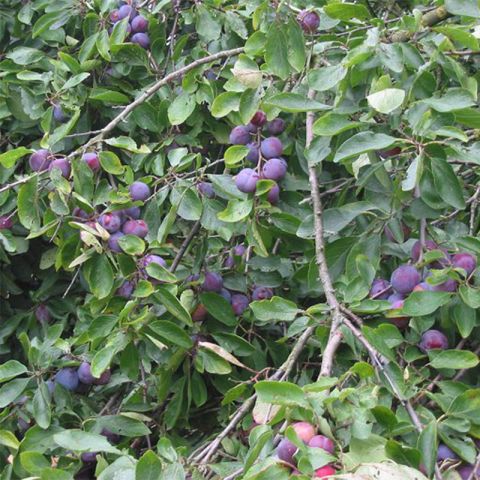 Prunus Domestica Opal with purple-red plums