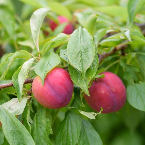 Japanese plum Methley - Early self-fertile variety with large round ...