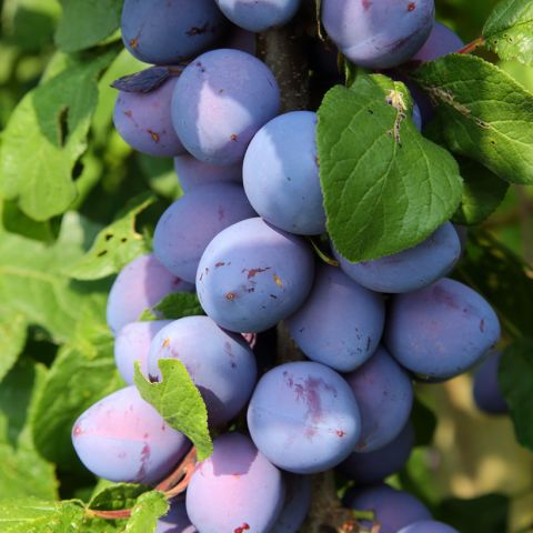 Dwarf Plum Tree - Angeleno Fruit Me - Variety with purple plums ideal ...