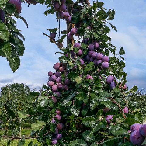 Prunus domestica 'Quetsche Toronto' - Columnar plum tree with sweet ...