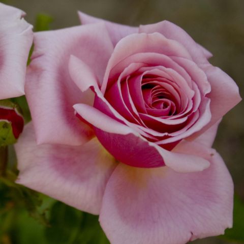 Aloha Rose - Perpetual climbing or shrub rose, fragrant, healthy, with ...