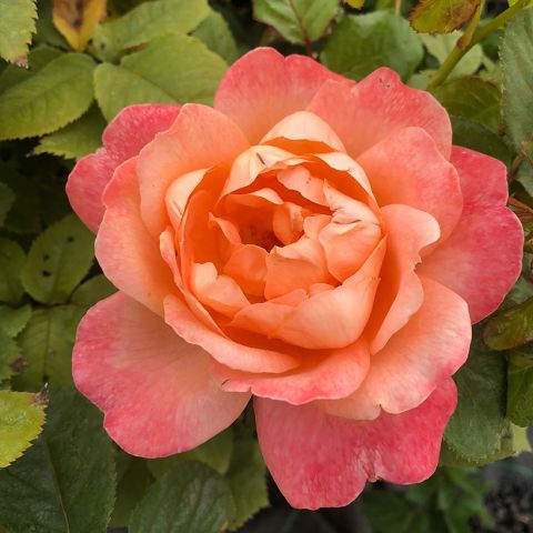 Rosa King Arthur Rose - English Legend English rose with apricot ...