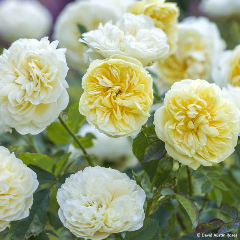 Rosa The Country Parson - English shrub rose with pure yellow scented ...