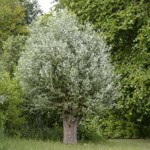 Salix Alba Liempde White Willow Male Cultivar With A Narrow And