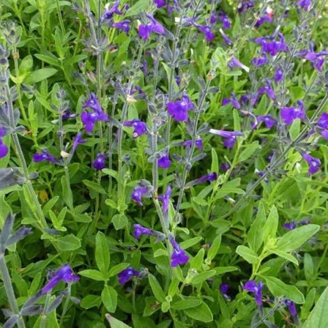 Coahuila Sage - Salvia coahuilensis - Shrubby sage with dark bluish ...