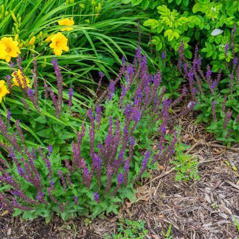 Salvia nemorosa Marcus Haeumanarc - Perennial dwarf sage with bright ...