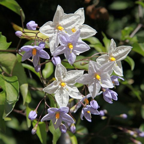 Solanum jasminoides or Solanum laxum - False Jasmine - Climbing ...