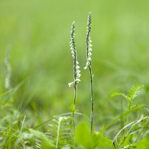 Spiranthes odorata Chadd's Ford - Garden Orchid with a vanilla fragrance