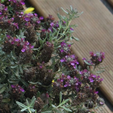 Teucrium ackermannii - Ackerman's germander - Evergreen perennial of ...