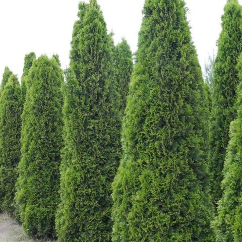 Thuja occidentalis Totem Smaragd - Erect and dwarf form of Canadian ...