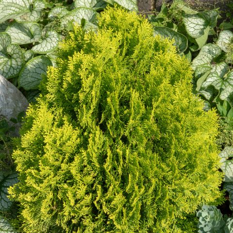 Thuja occidentalis Golden Smaragd - Dwarf golden pyramidal arborvitae ...