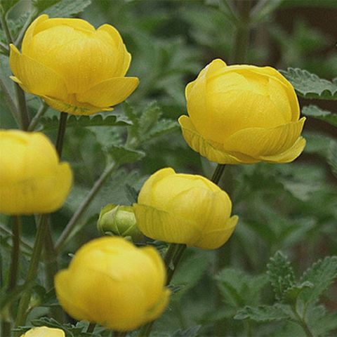 Trollius Lemon Queen - Globeflower - A sturdy perennial with lemon ...