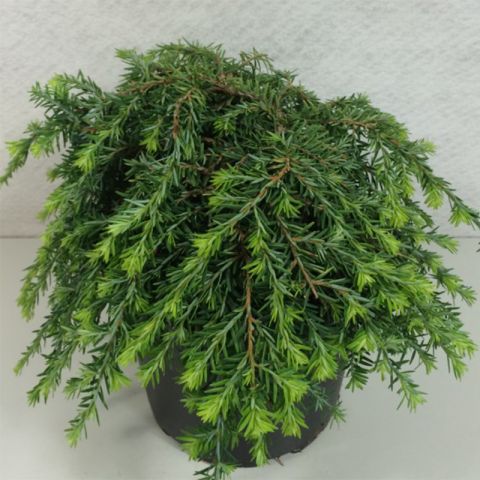 Tsuga canadensis Cole's Prostrate - Canadian Hemlock, a dwarf conifer