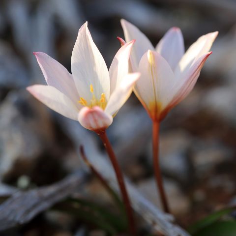 Tulipa cretica 'Hilde' - Bulb - Multiflorous botanical tulip from Crete.