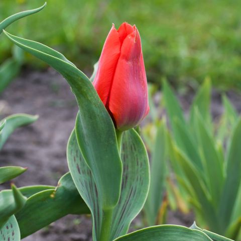 Tulipa Princesse Charmante - Bulb