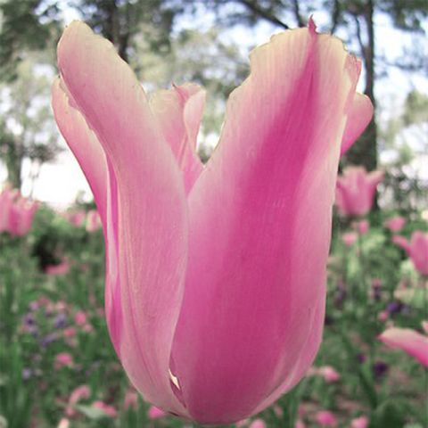 Tulip Albert Heijn - Bulb - An early variety in vibrant candy pink.