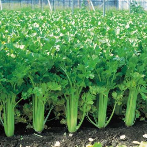 The Giant Pascal Branch Celery, a crunchy and high-quality celery.