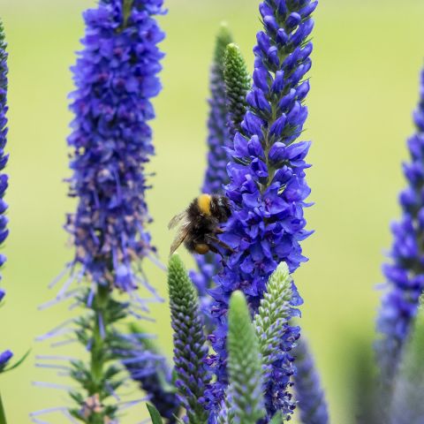 Veronica spicata Ulster Blue Dwarf - A dwarf speedwell with blue flowers.