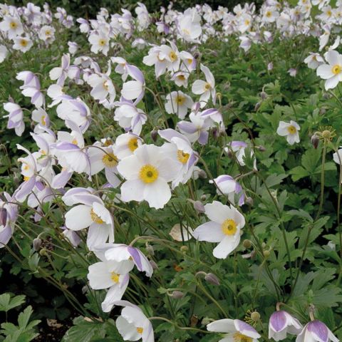 Anemone rupicola x hupehensis Wild Swan - Japanese anemone with white ...