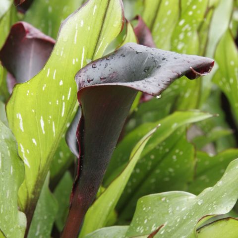 Arum Or Black Calla Lily - Zantedeschia 'schwartzwalder'