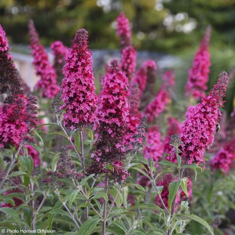 Buddleia davidii Prince Charming Monarch - Butterfly bush with bright ...