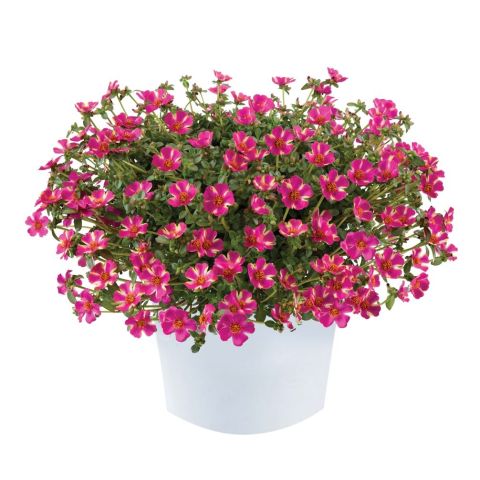 Portulaca Campino Twist Pink - Annual purslane with pink bicoloured ...