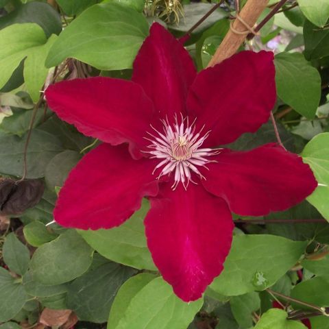 Rebecca's Clematis - Crimson red beak, floriferous.