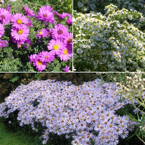 Collection of 3 dwarf asters 'Jenny', 'Snow Flurry' and 'Silberblaukissen'