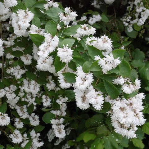 Deutzia crenata Pride of Rochester - Abundant flowering, double white.