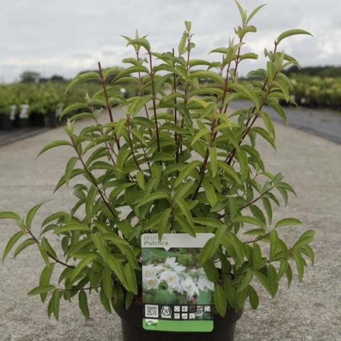 Deutzia pulchra - Deutzia with flaking bark and white flowers with greenish highlights.