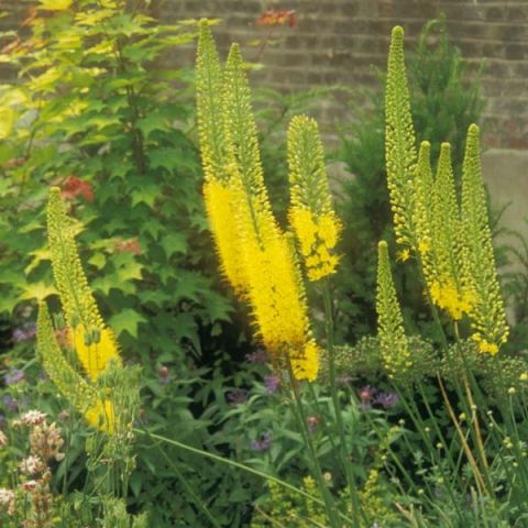 Eremurus bungei - Perennial with golden yellow flowers.