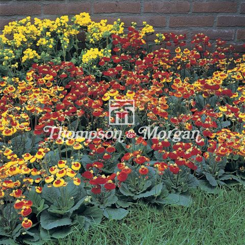 Calceolaria or Calceolaria Sunset Mixed seeds - an annual with a ...