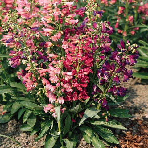 Penstemon barbatus 'Cambridge' Mixture Seeds - Perennial and compact ...