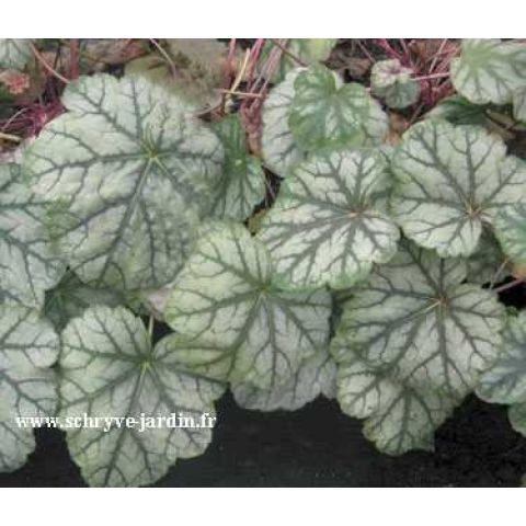 Heuchera Mint Frost - A very beautiful green and white Heuchera