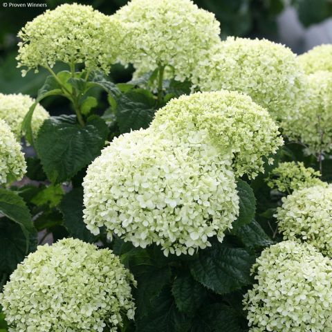 Hydrangea arborescens BellaRagazza® Limetta (‘NCHA8’) - Dwarf hydrangea ...