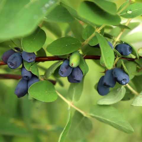 Lonicera caerulea var. kamtschatica Blue Velvet - Honeyberry with large ...