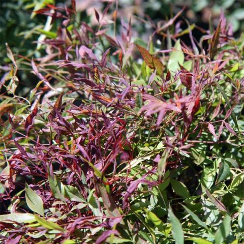 Nandina domestica Sienna Sunrise Monfar - Very colourful sacred bamboo.